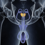Prostate Health Concerns